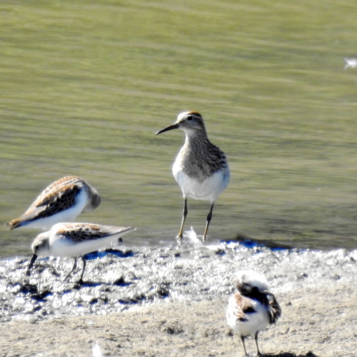 Pectoral Sandpiper - ML115310161