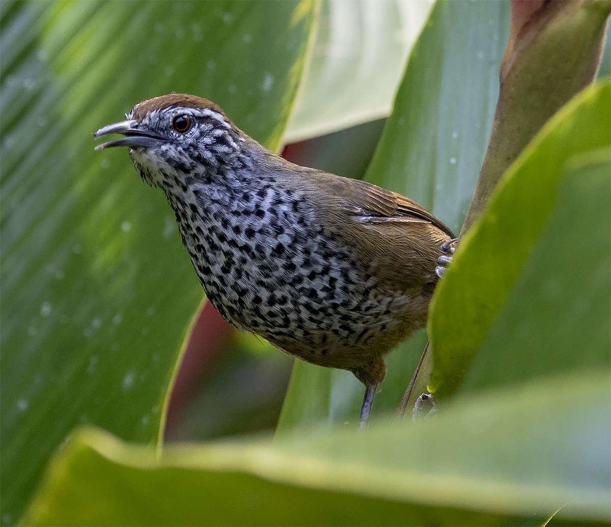 Cucarachero Pinto - ML115310181