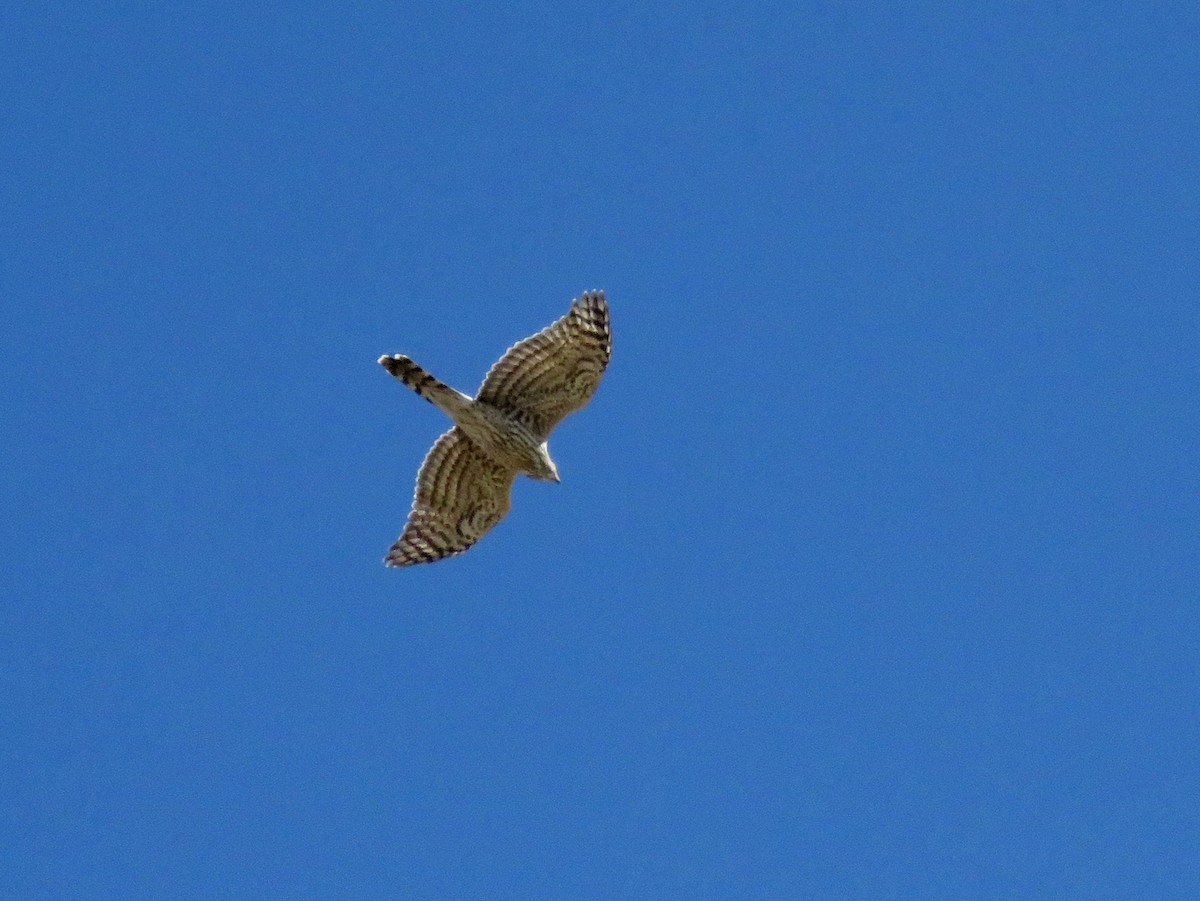 American Goshawk - Bryant Olsen