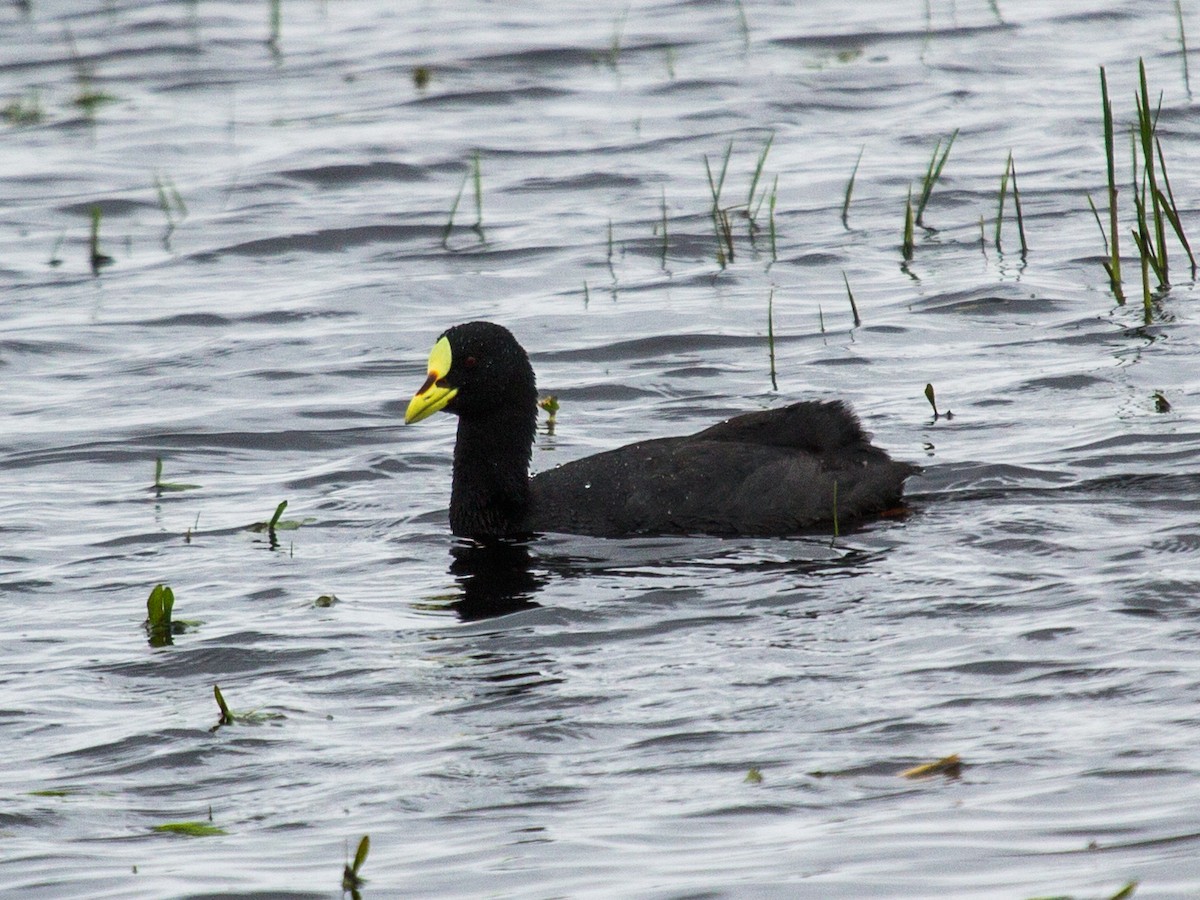Red-gartered Coot - ML115312041