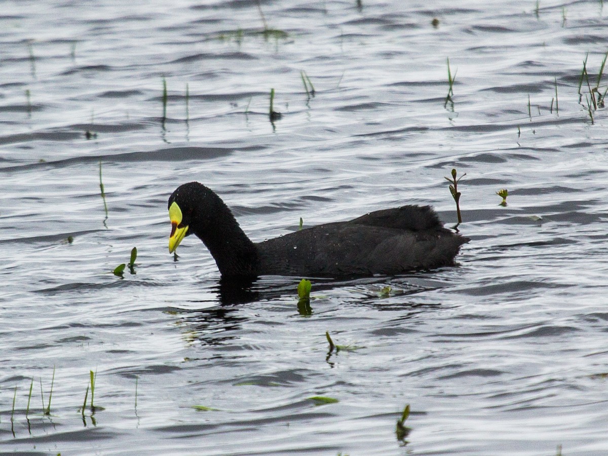 Red-gartered Coot - ML115312281