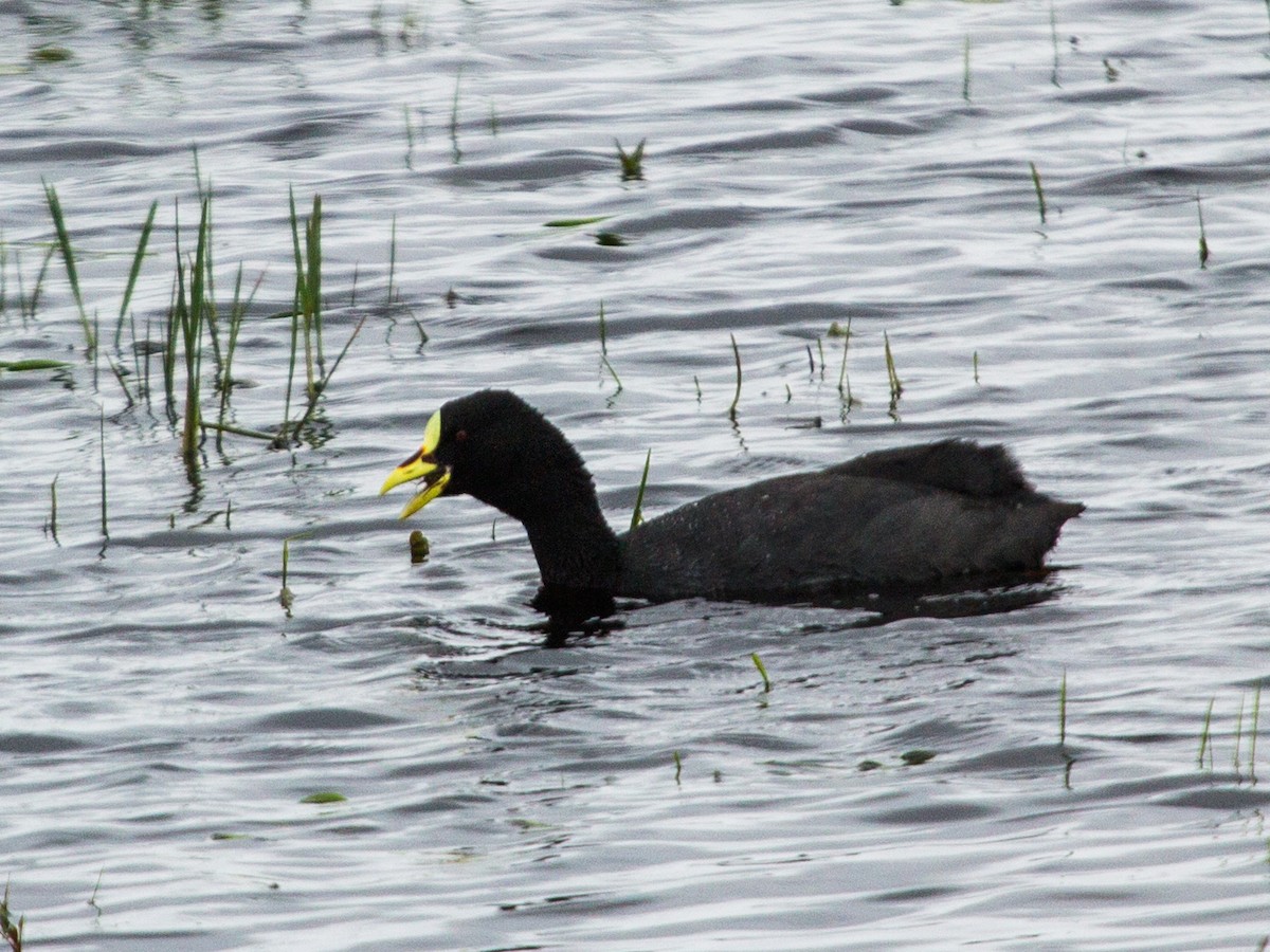 Red-gartered Coot - ML115312301