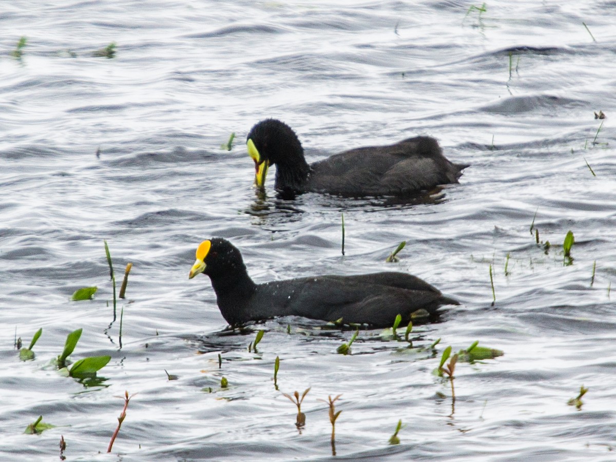 Red-gartered Coot - ML115312311