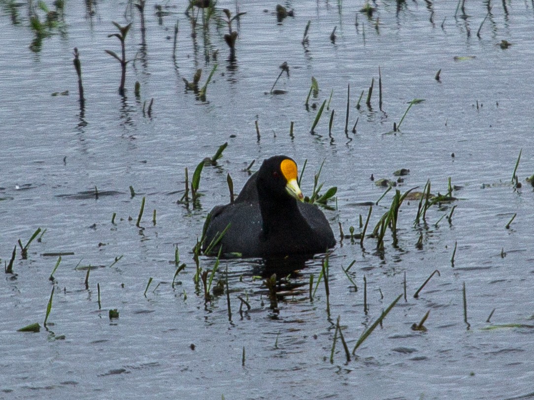 White-winged Coot - ML115312351