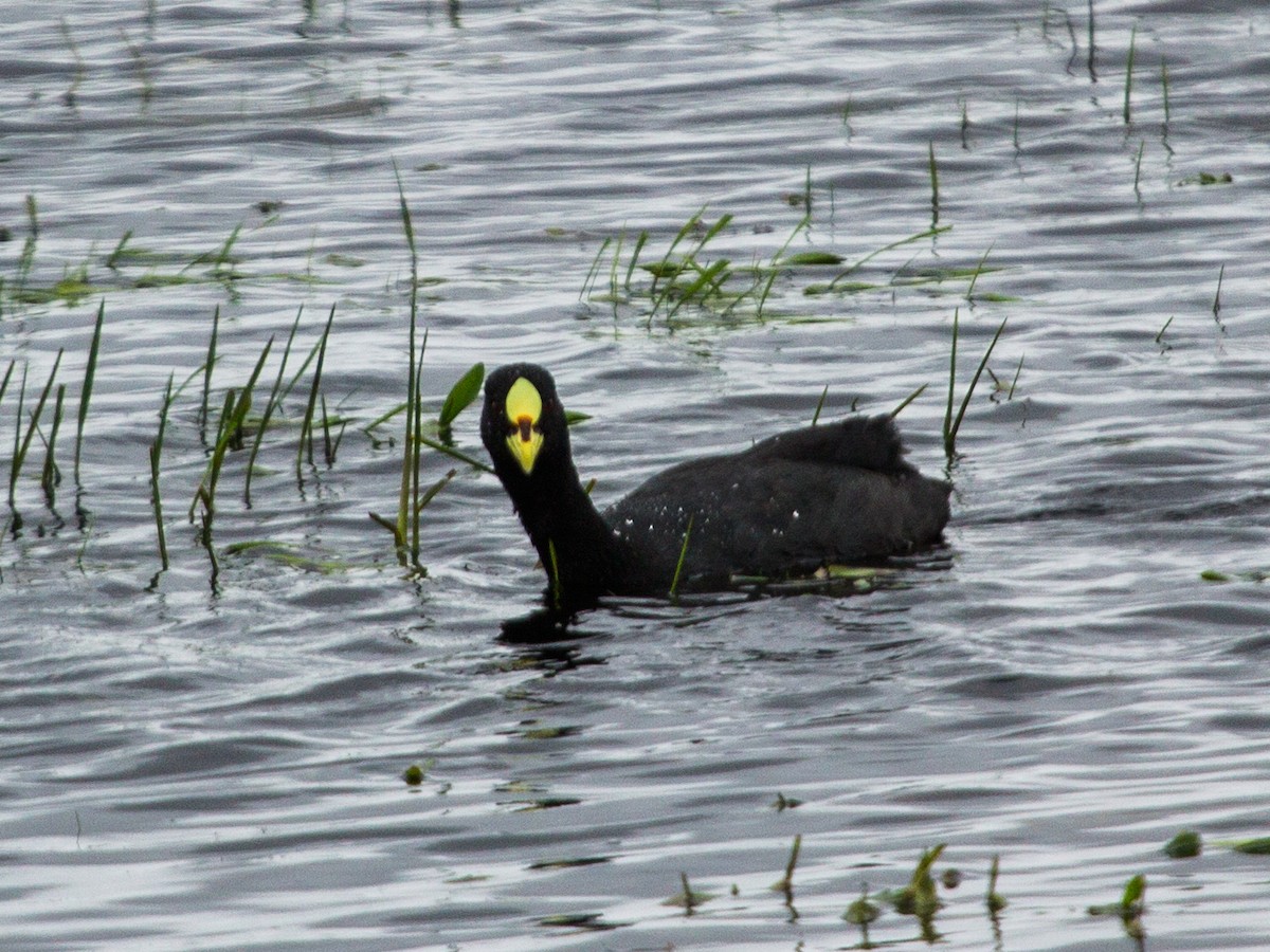 Red-gartered Coot - ML115312371