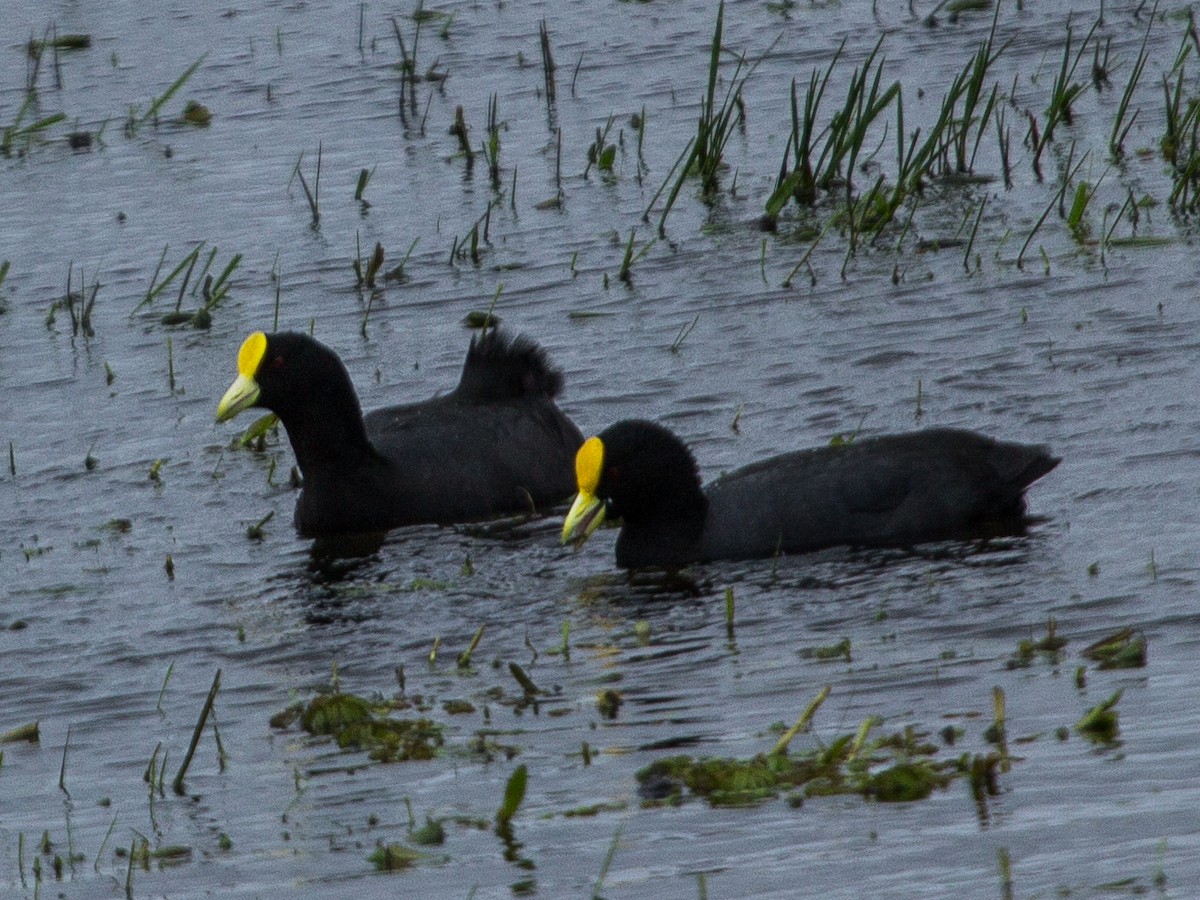 White-winged Coot - ML115312461