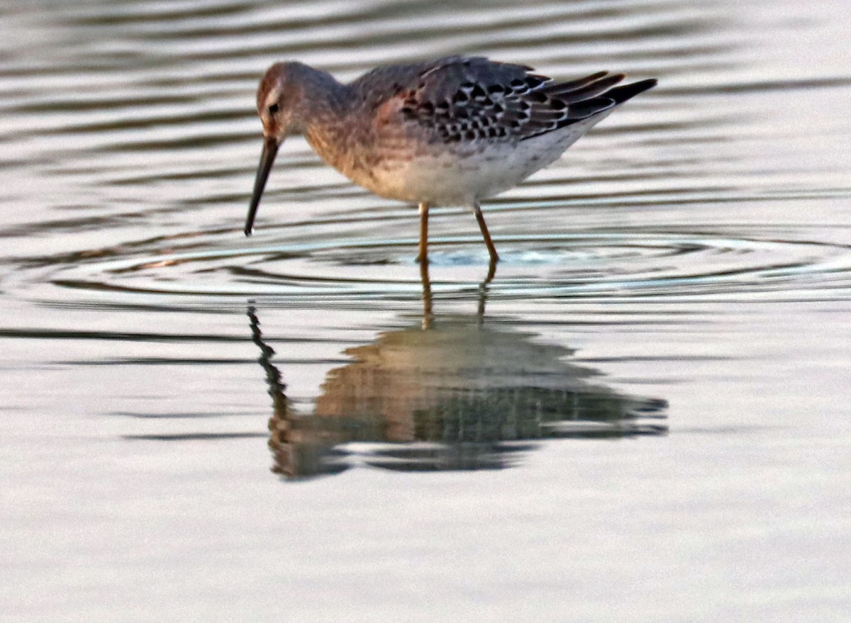 Stilt Sandpiper - ML115312521