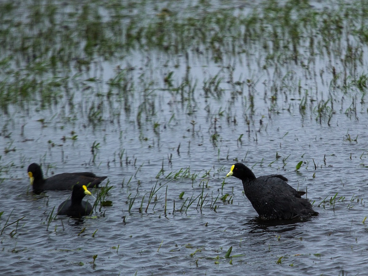 White-winged Coot - ML115312601