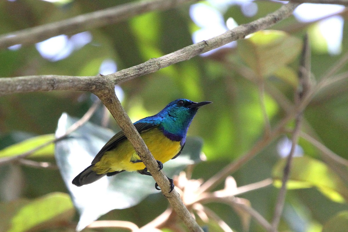 Collared Sunbird - ML115318321