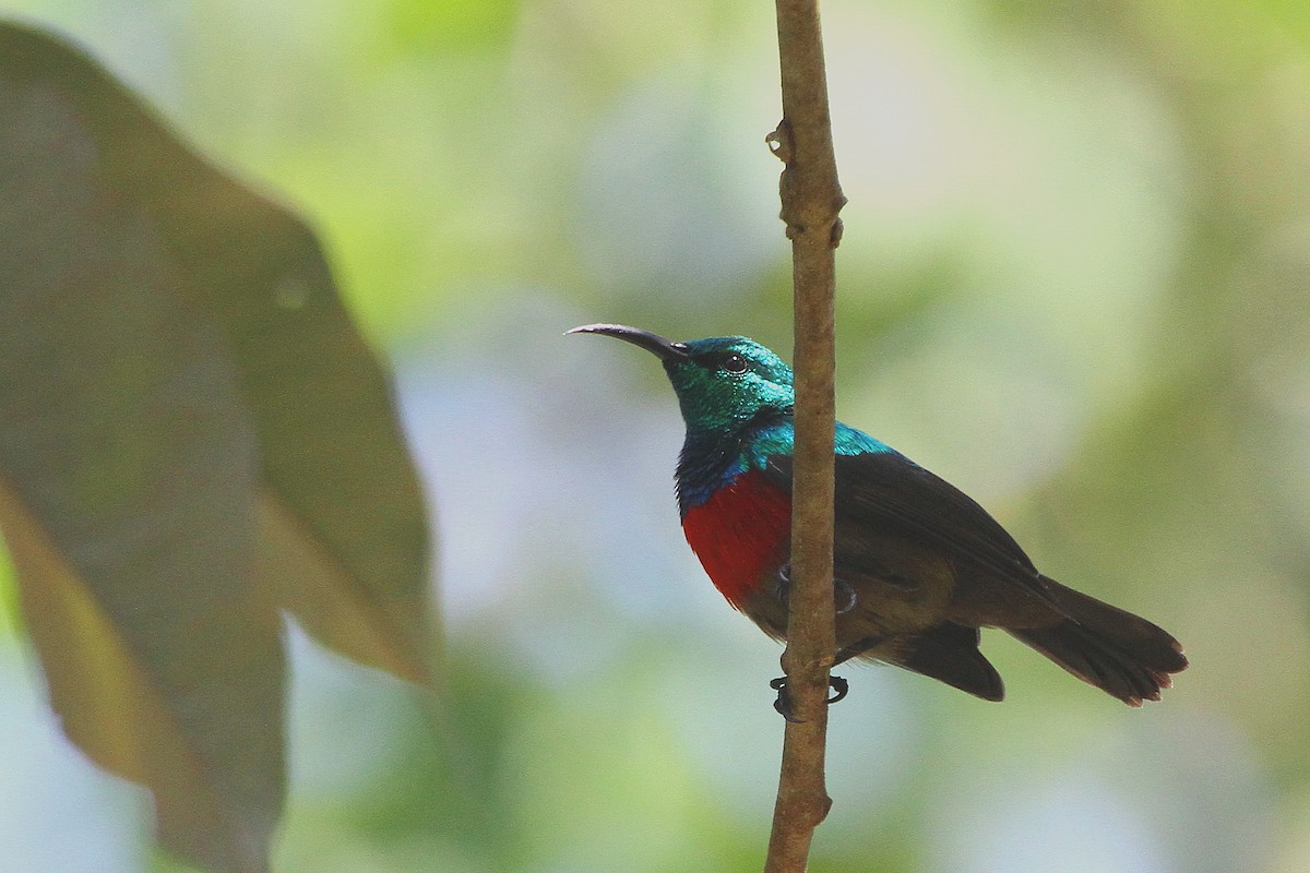 Northern Double-collared Sunbird - ML115318591