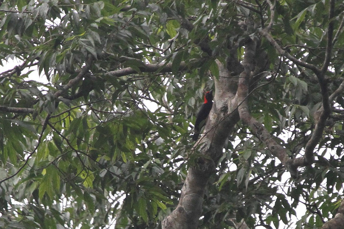 Malimbe à tête rouge - ML115318781