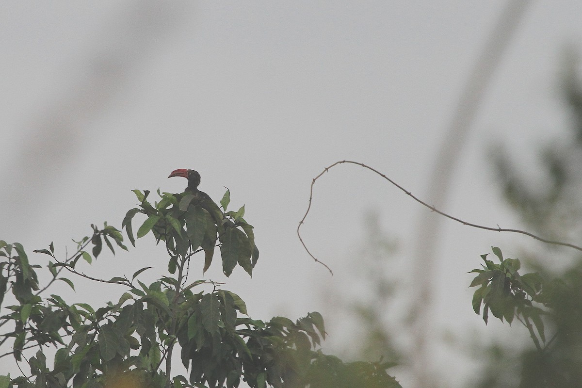 Crowned Hornbill - Stephen Gast