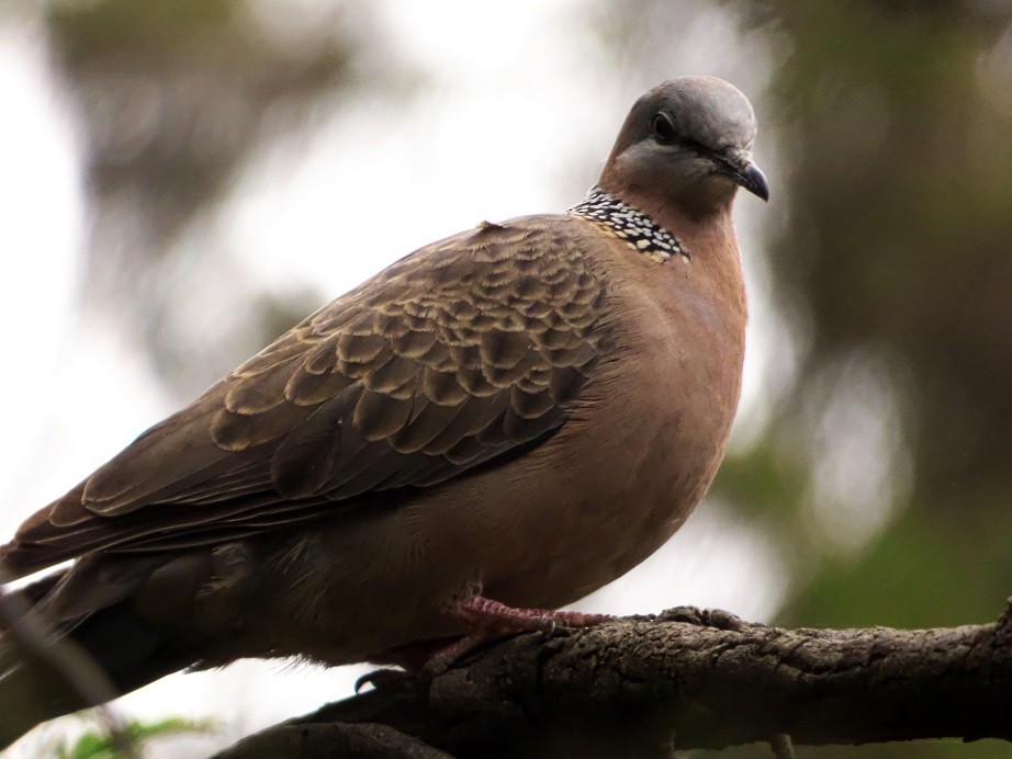 Spotted Dove - ML115319311