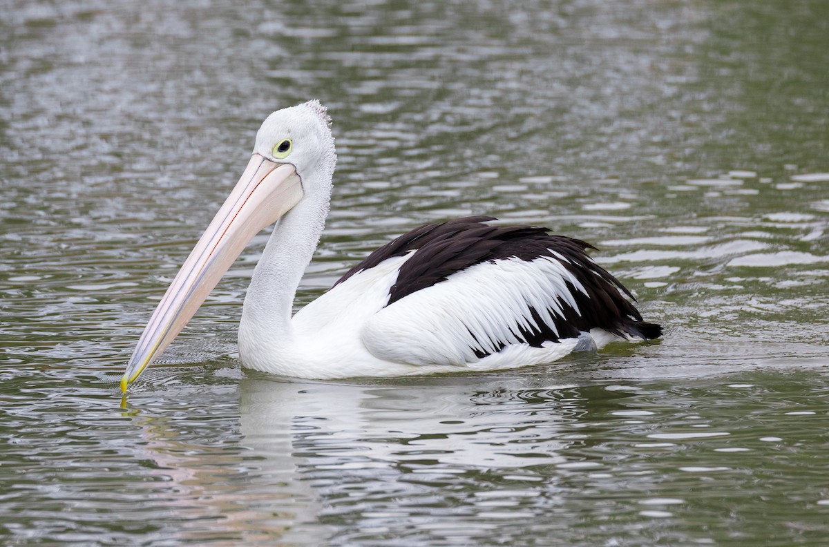 Australian Pelican - Chris Barnes