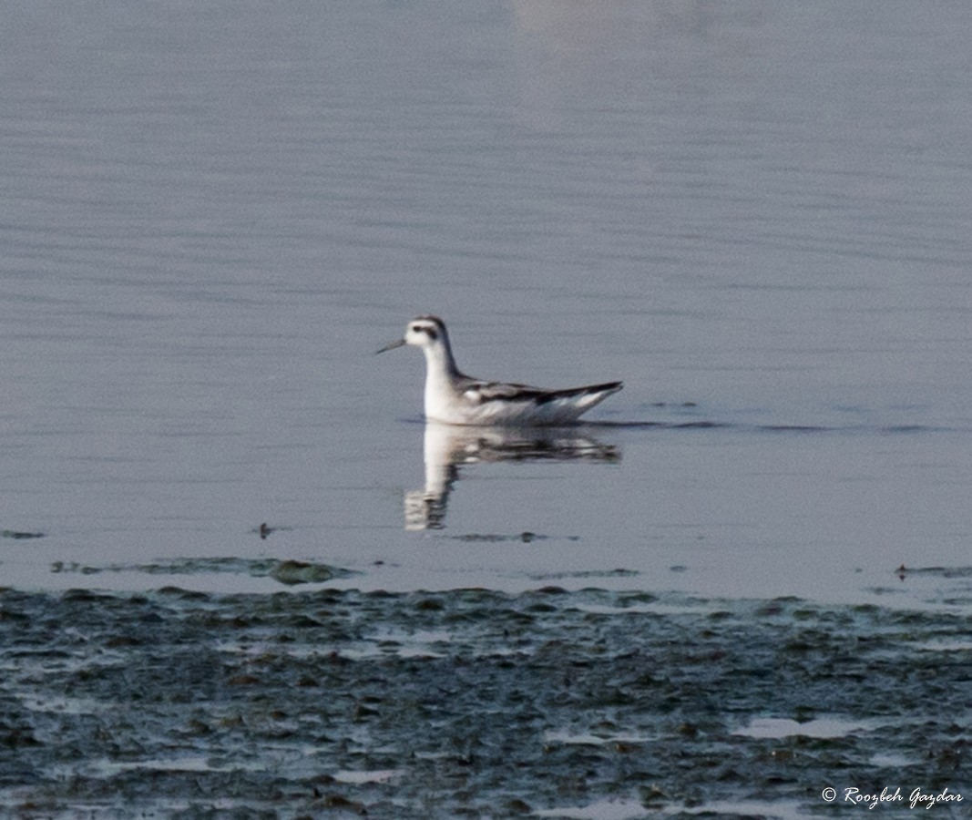 Red-necked Phalarope - ML115322021