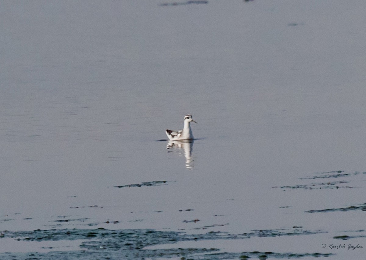 Red-necked Phalarope - ML115322041