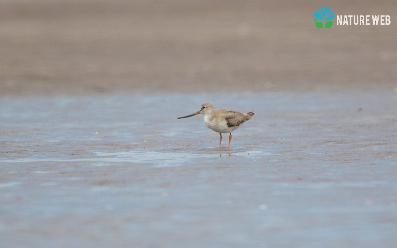 Terek Sandpiper - ML115322971