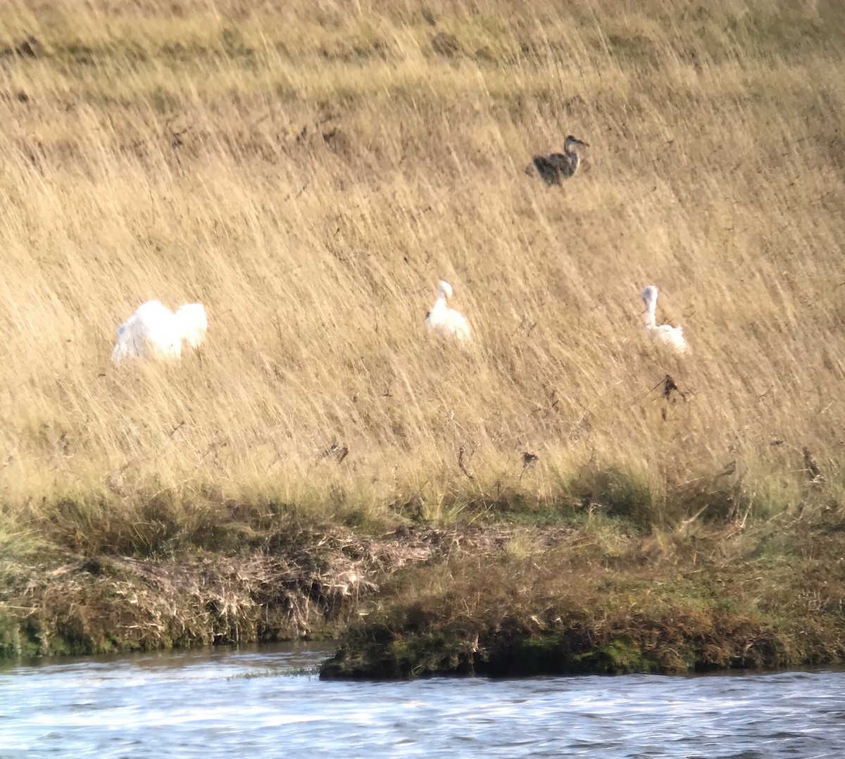 Great Egret - ML115324371