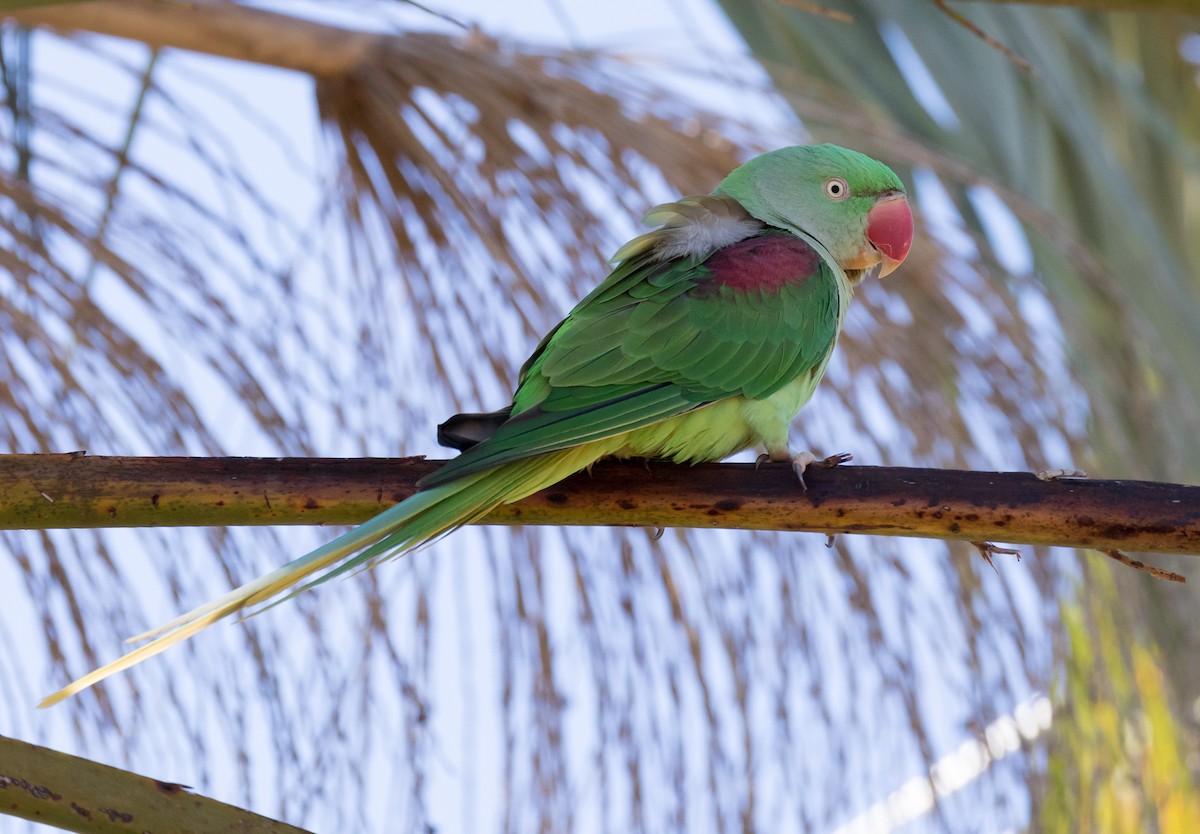 Alexandrine Parakeet - ML115324801