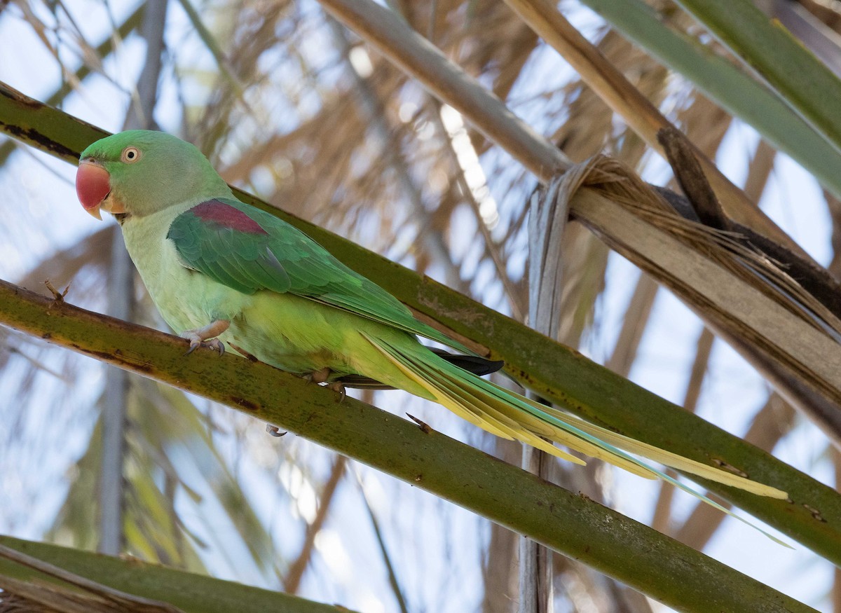 Alexandrine Parakeet - ML115324871