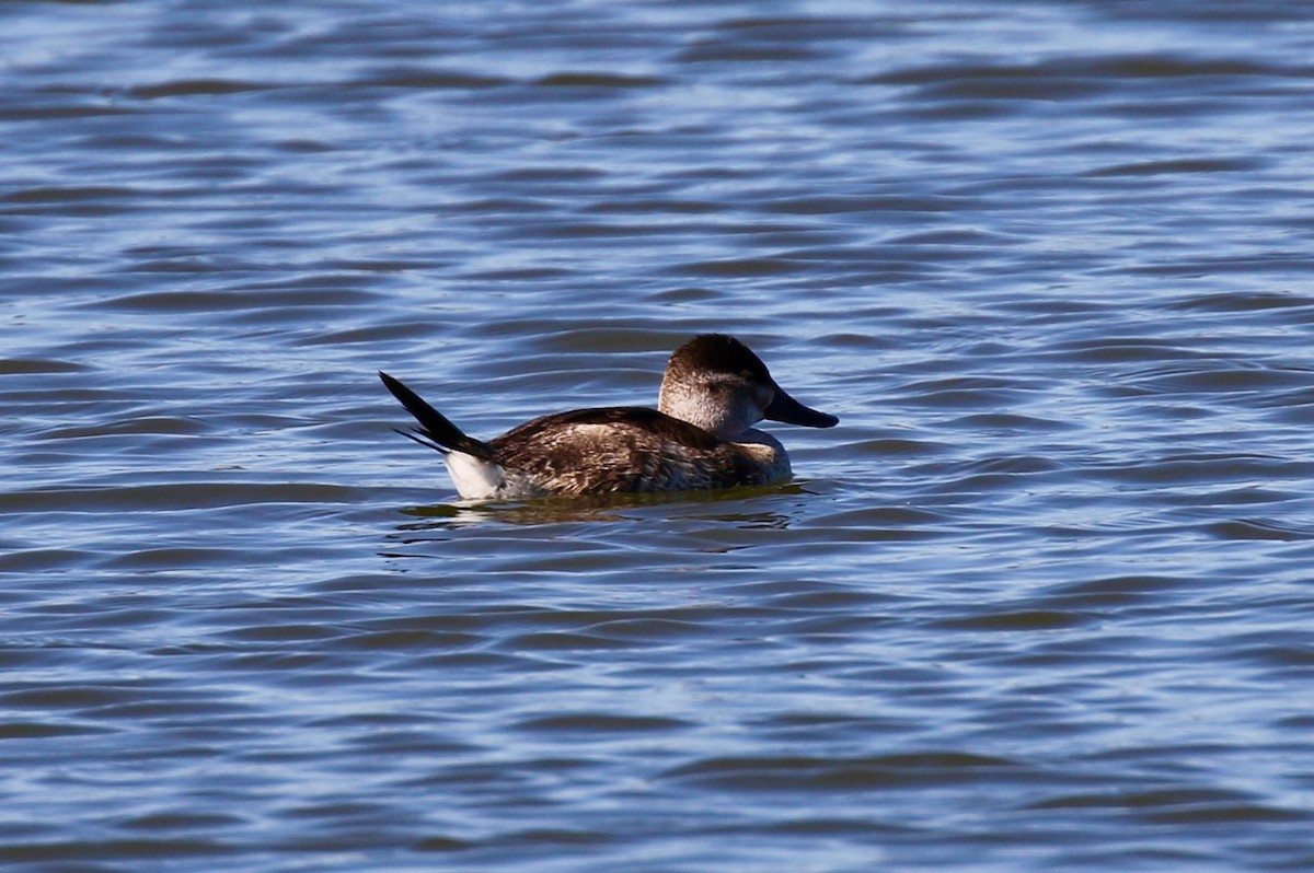 Ruddy Duck - Eric Gustafson