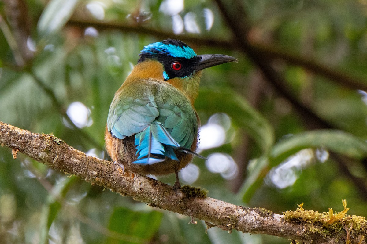 Andean Motmot - Bob Hasenick