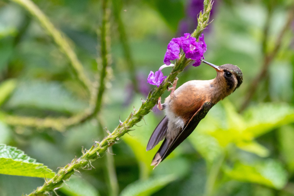 Speckled Hummingbird - Bob Hasenick