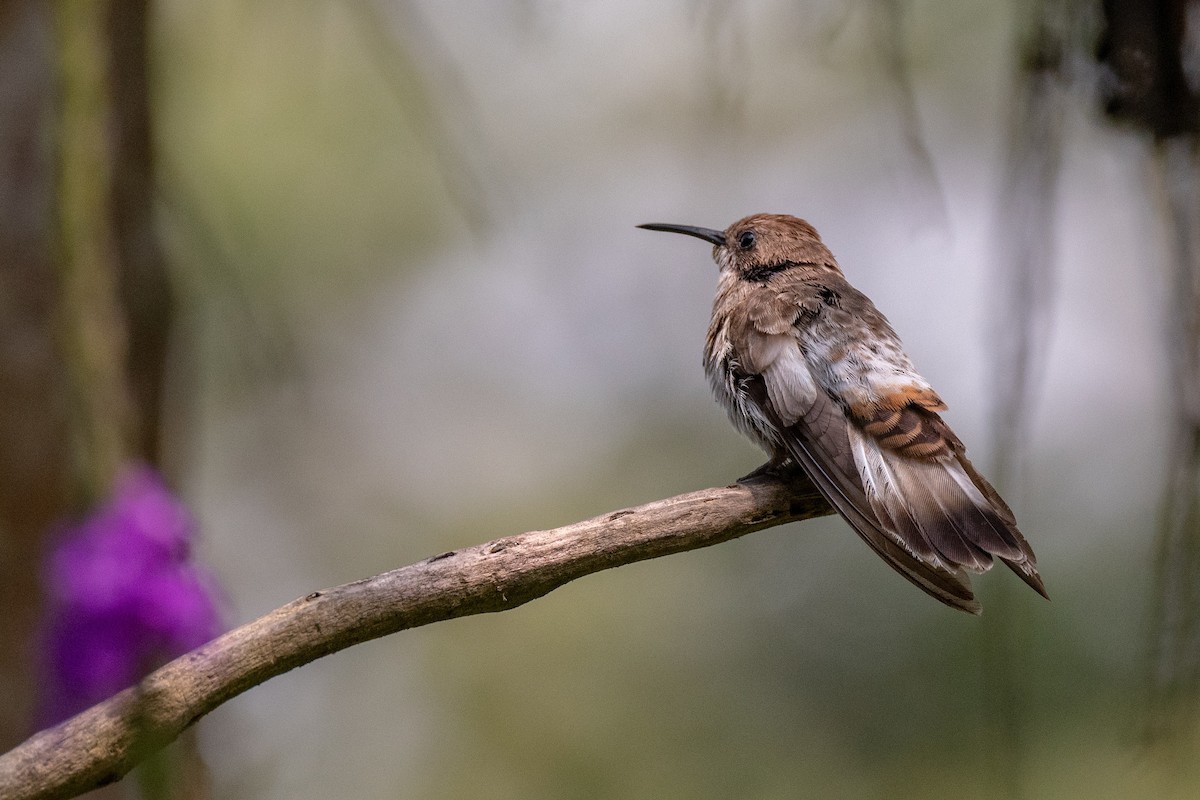 Colibrí Pardo - ML115325561