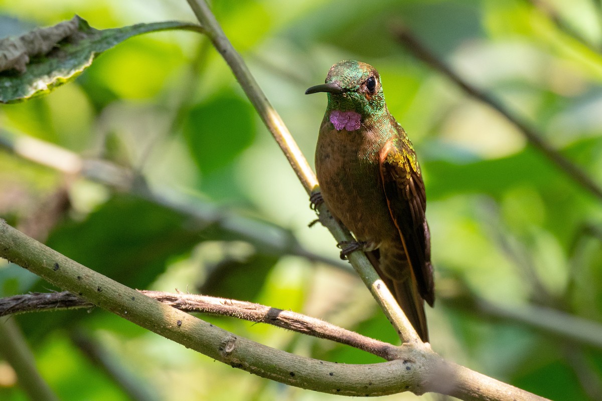 Fawn-breasted Brilliant - Bob Hasenick