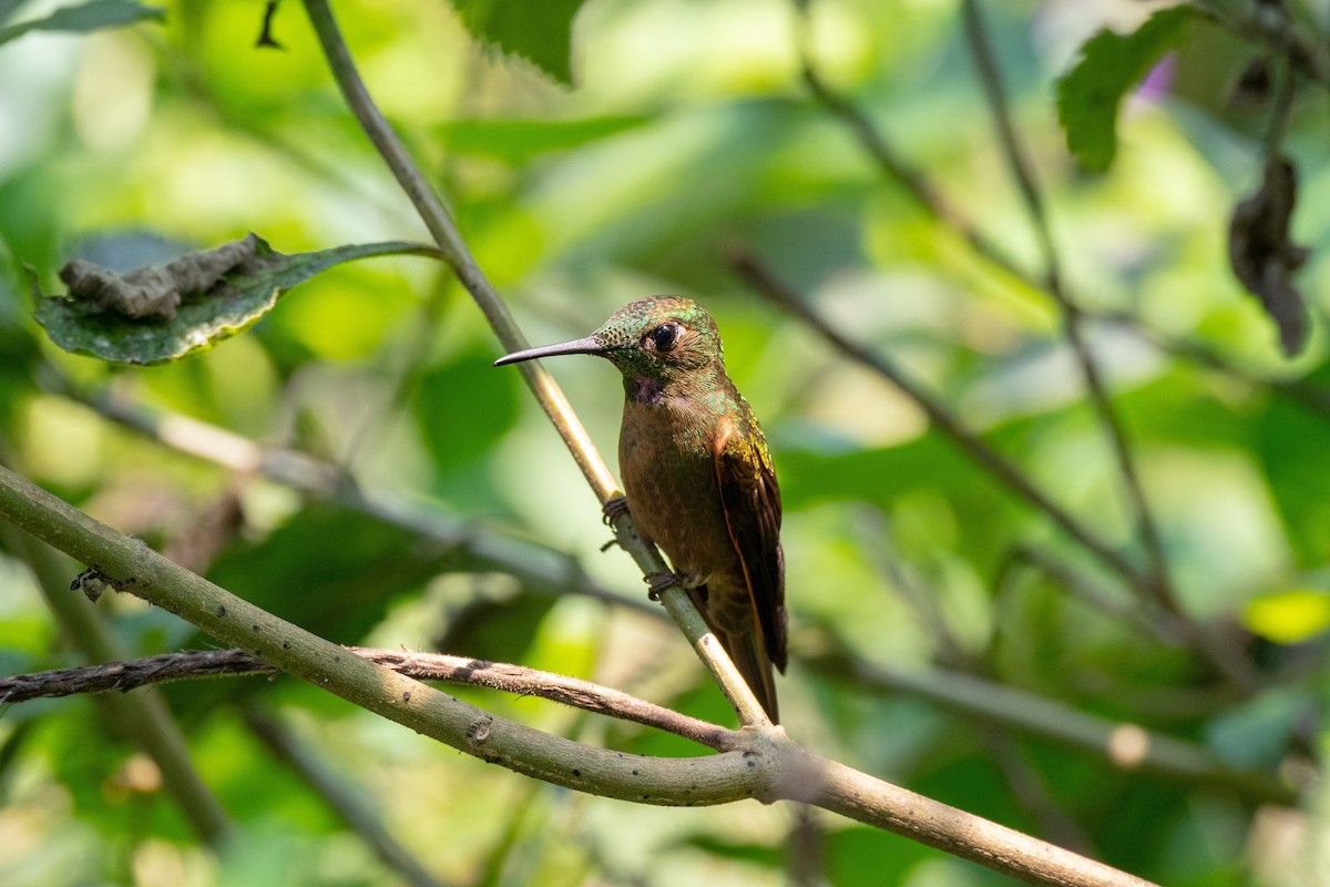 Fawn-breasted Brilliant - Bob Hasenick