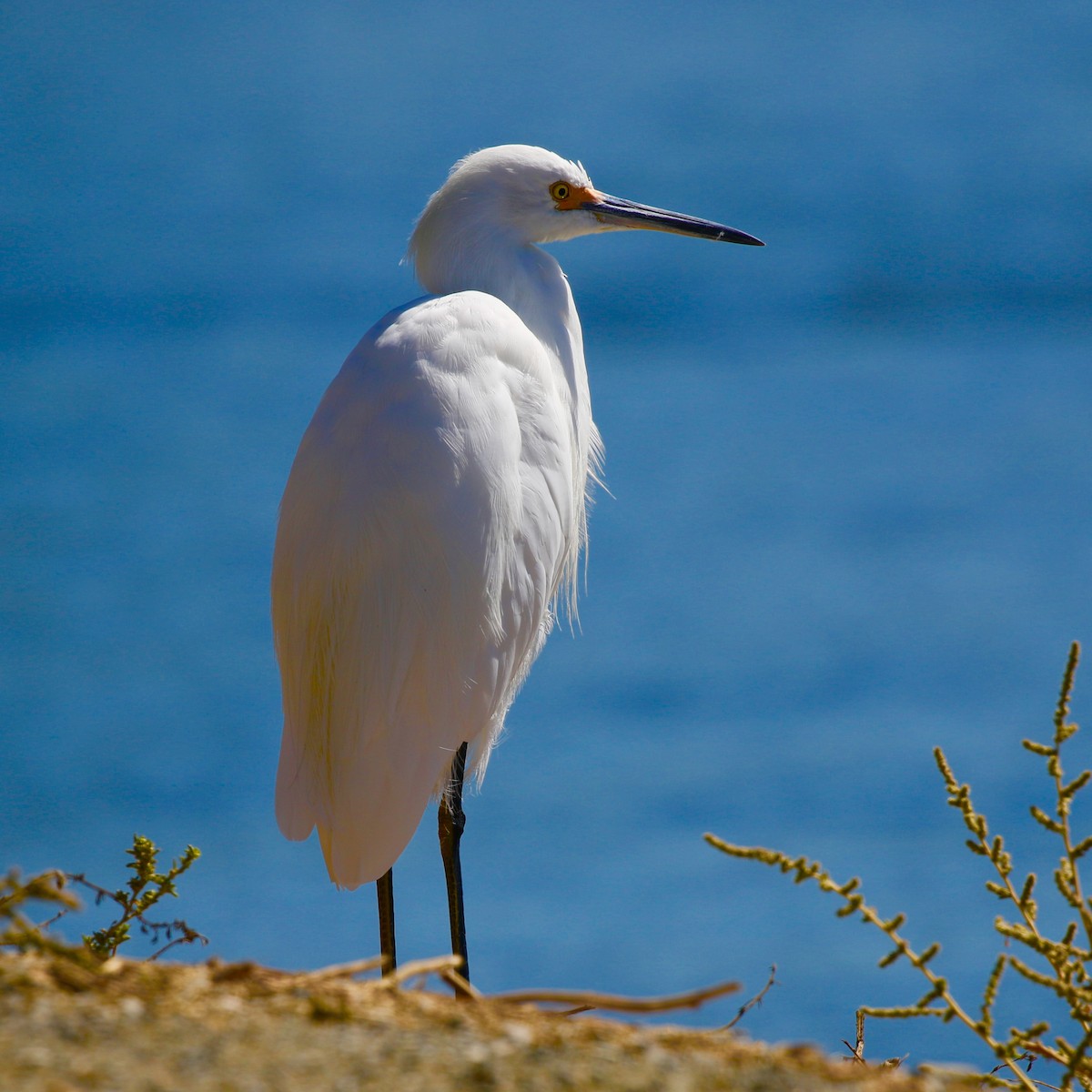 Snowy Egret - Eric Gustafson