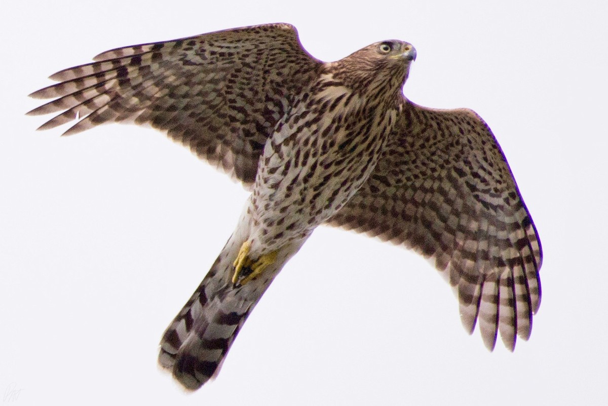 Sharp-shinned Hawk - ML115325901