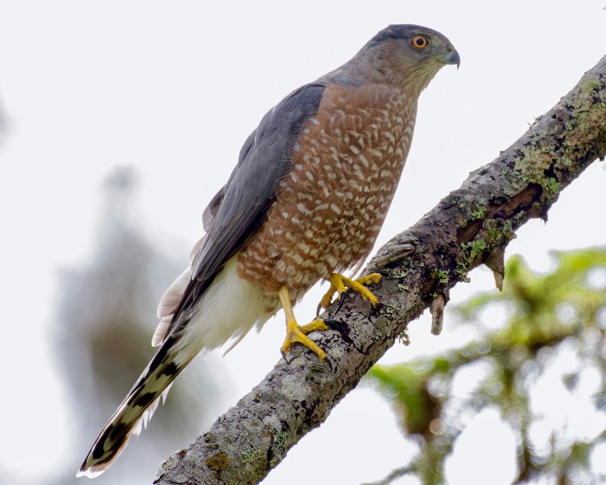 Cooper's Hawk - ML115326001