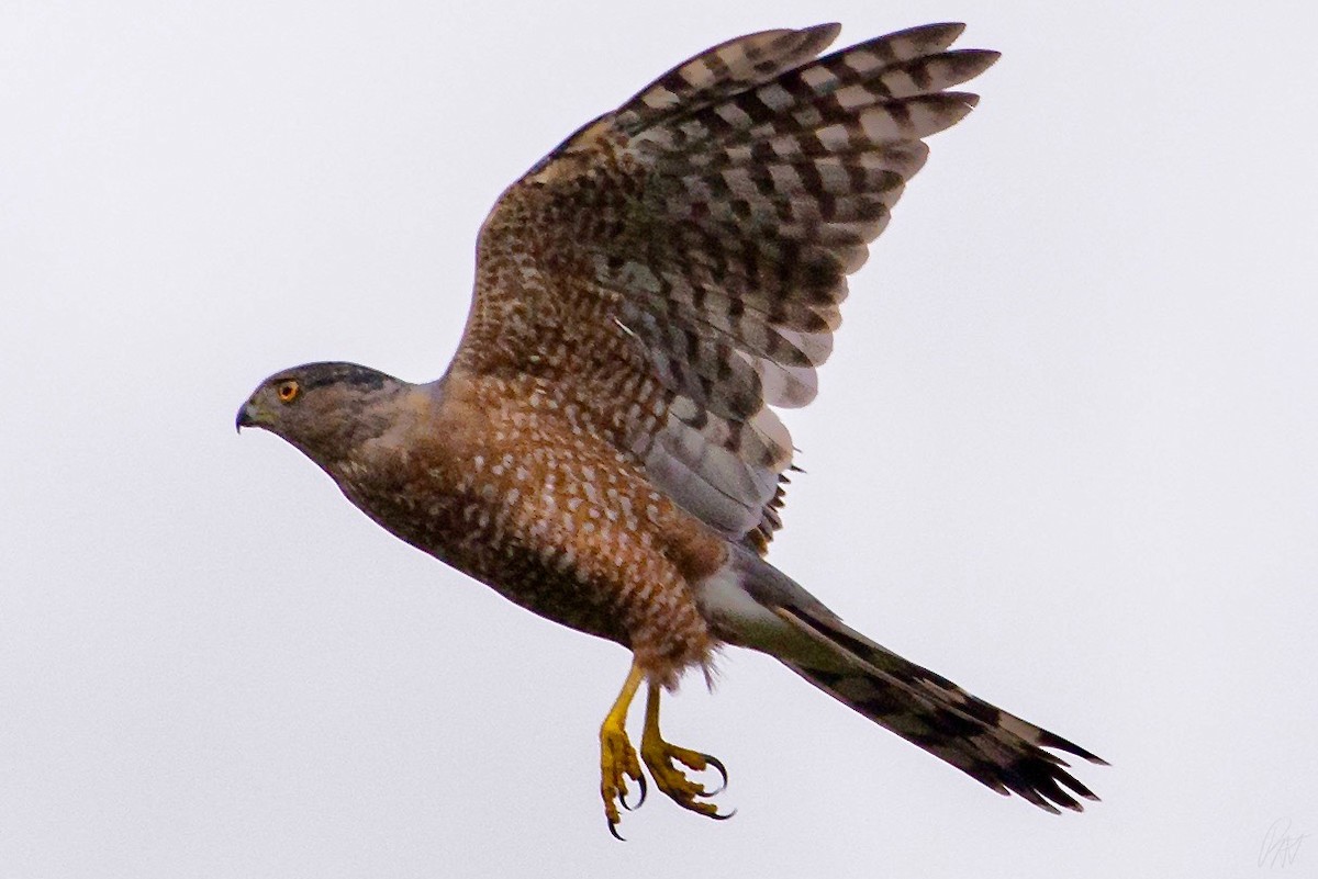 Cooper's Hawk - ML115326051