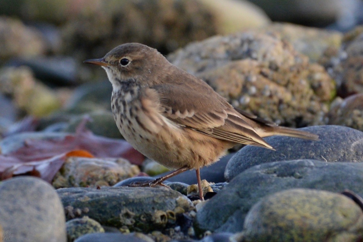 American Pipit - ML115326501