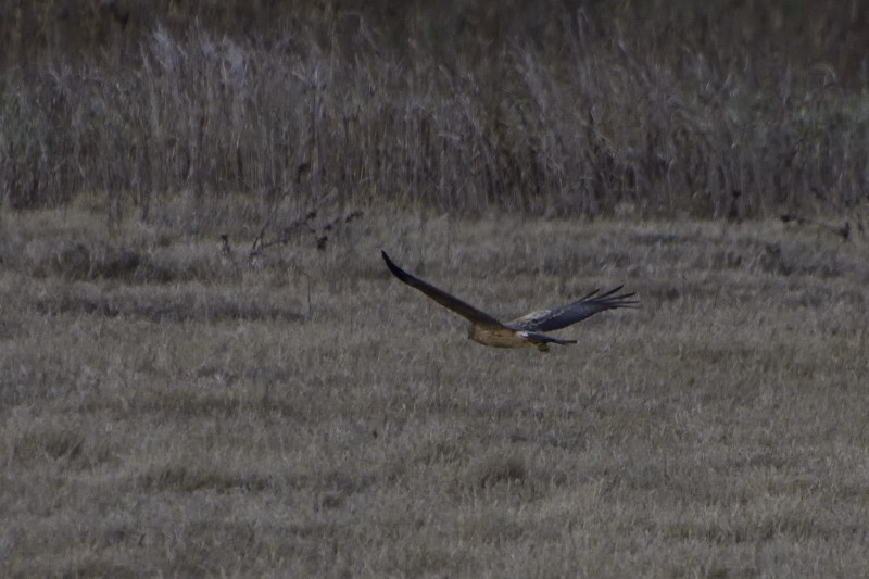 Spotted Harrier - ML115327751