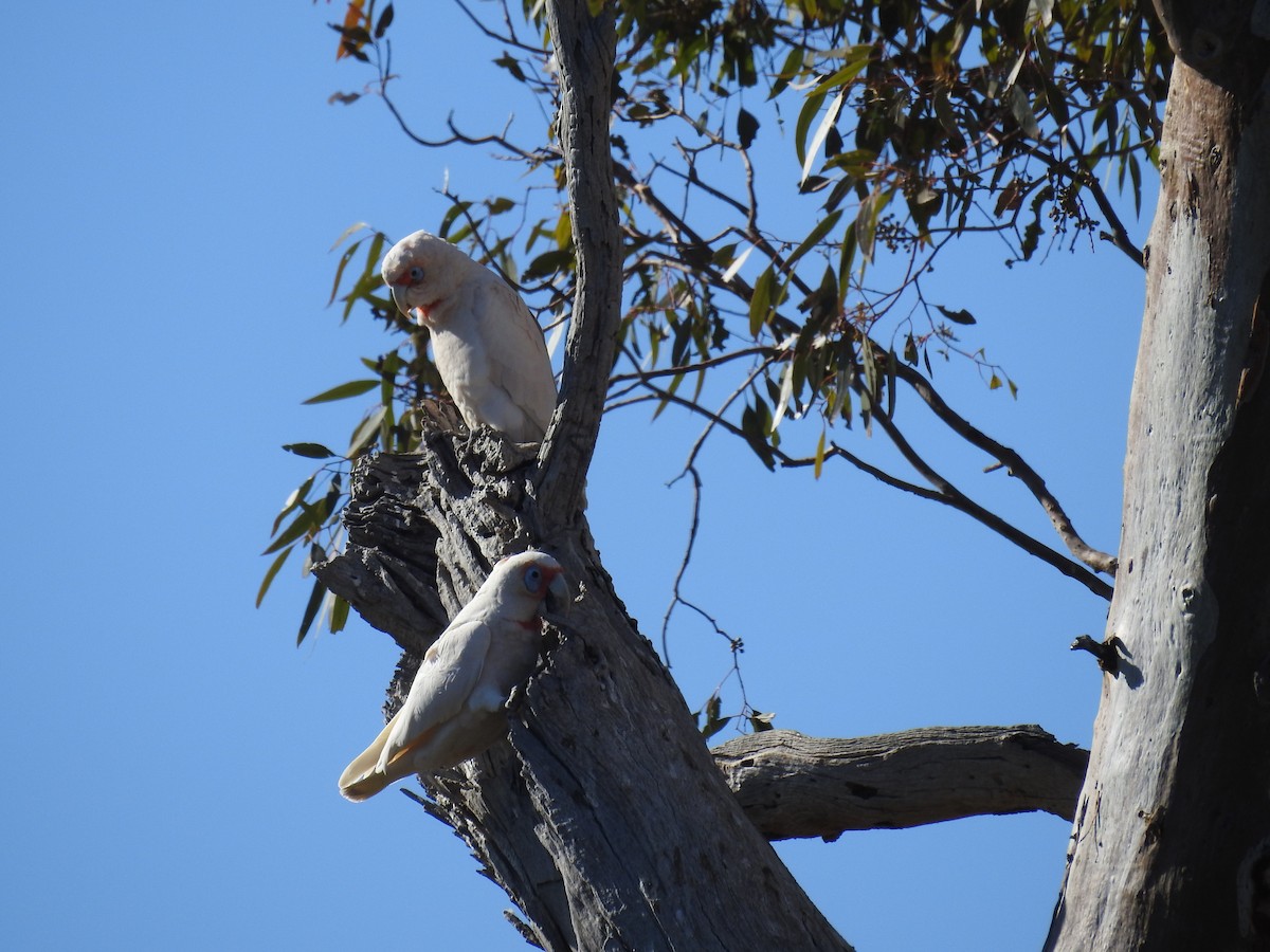 kakadu ostrozobý - ML115327791