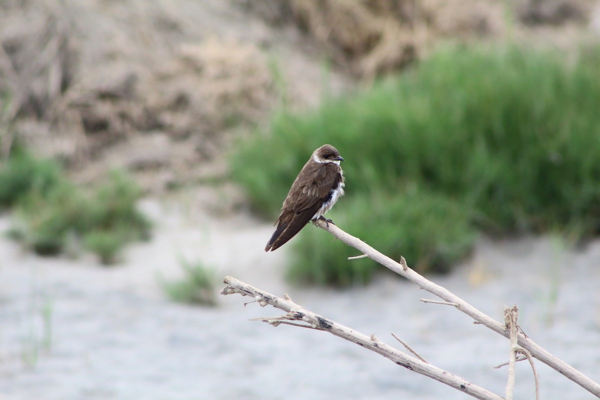 Brown-chested Martin (tapera) - ML115328391