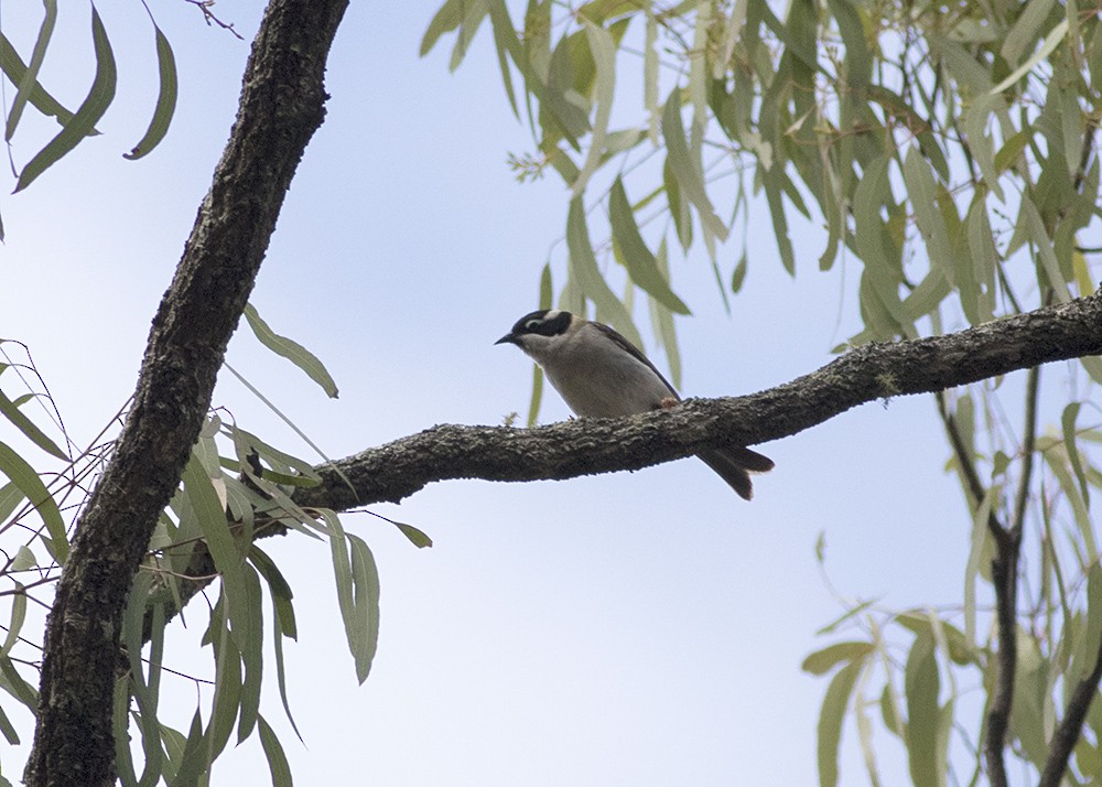 Black-chinned Honeyeater - ML115328511