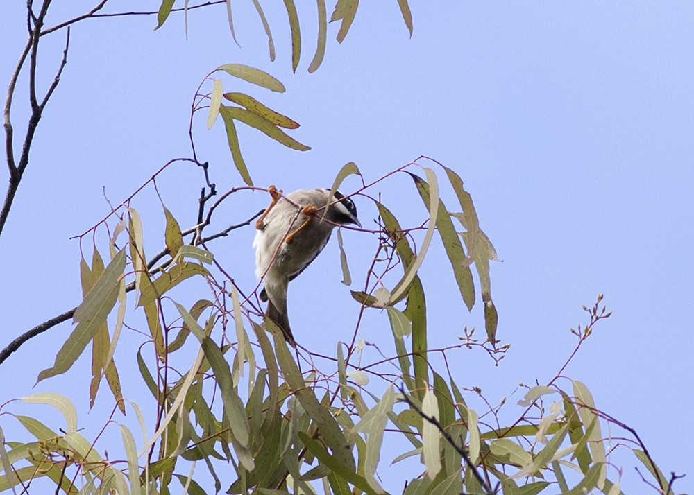 Black-chinned Honeyeater - ML115328521