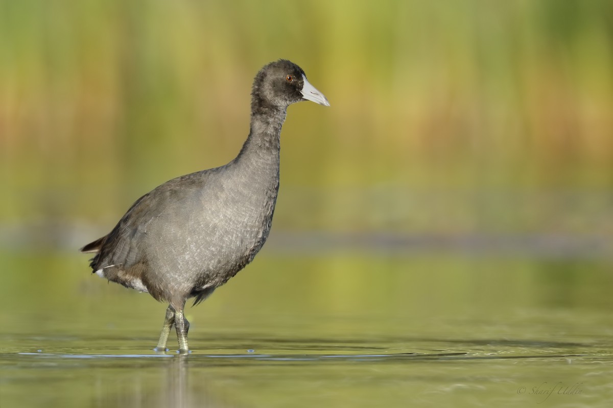 Hawaiian Coot - ML115329311