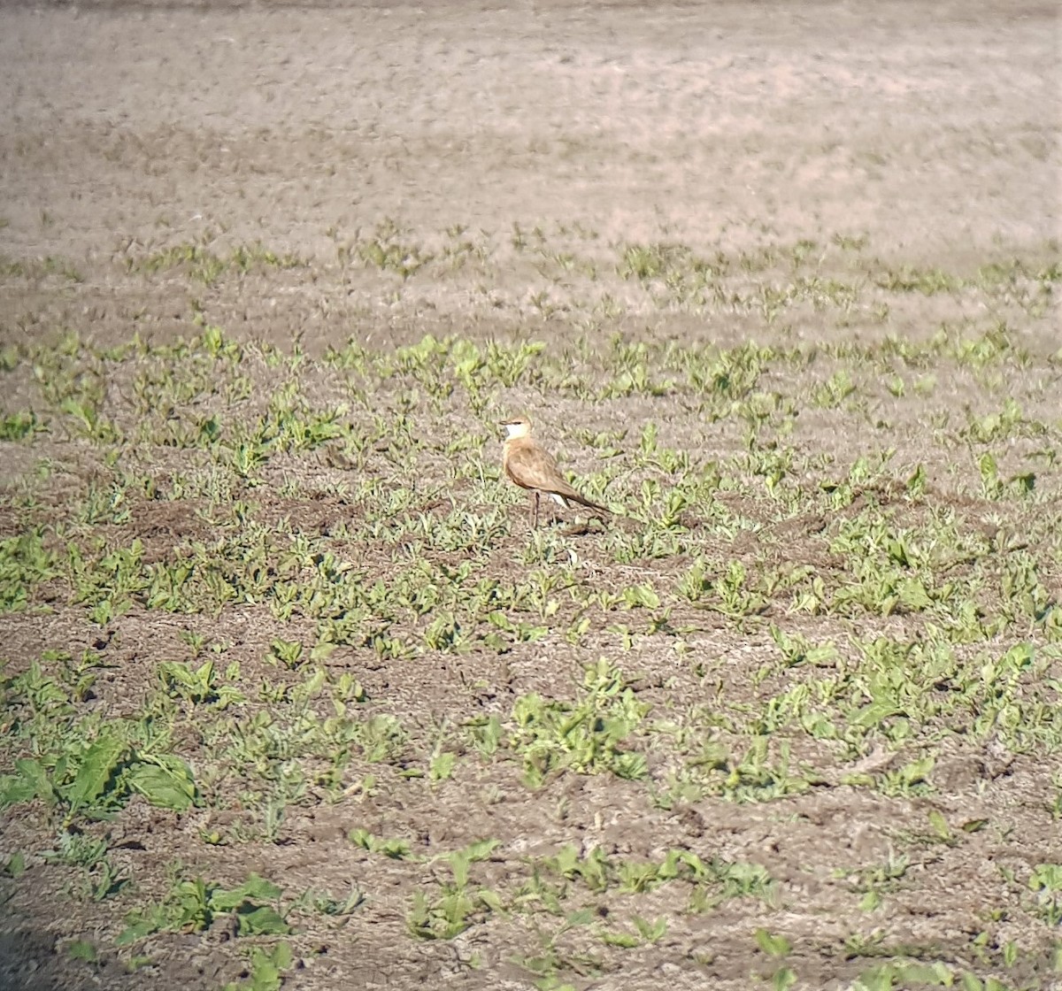 Australian Pratincole - ML115330001