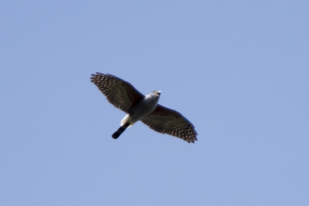 Rufous-thighed Kite - ML115330321