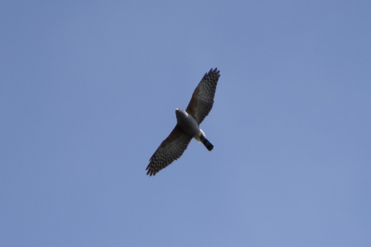 Rufous-thighed Kite - ML115330331