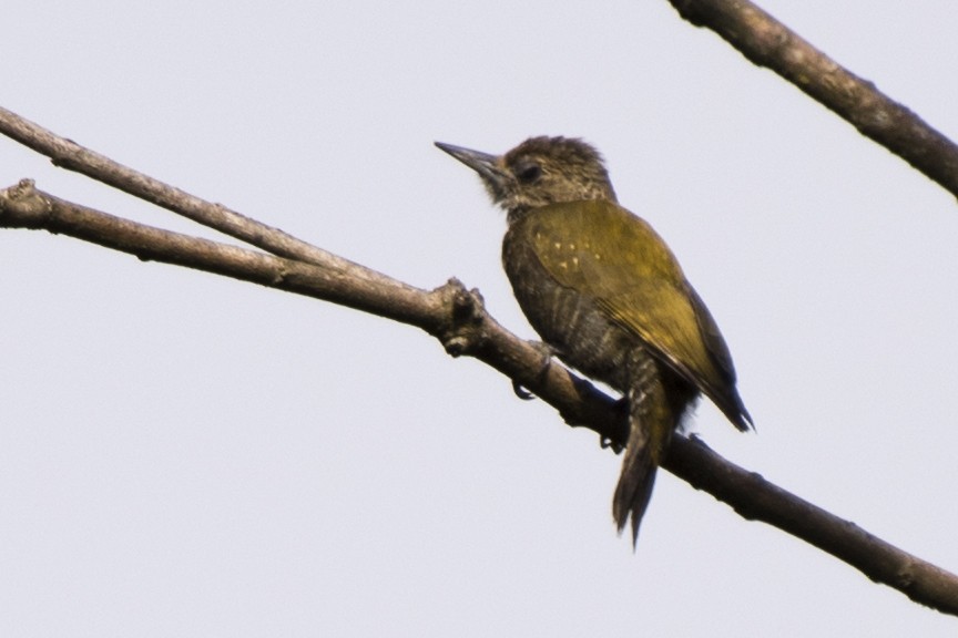 Little Woodpecker - Luiz Carlos Ramassotti