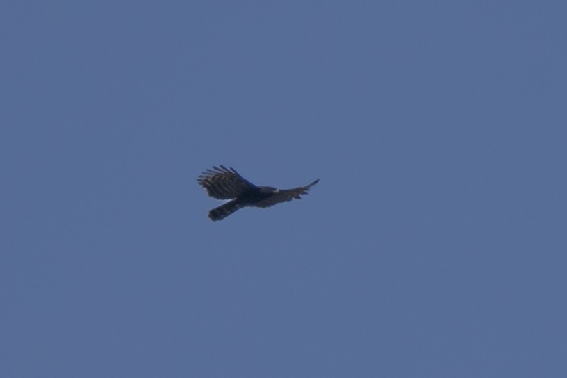 Чёрный хохлатый орёл - ML115330491