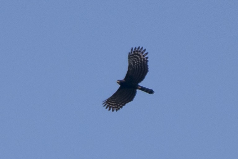 Águila Negra - ML115330501