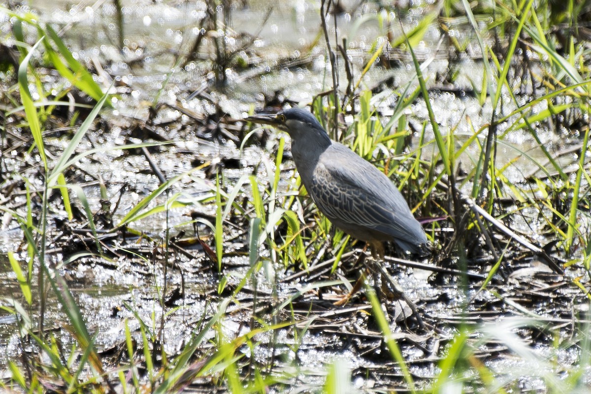 Striated Heron - ML115330741