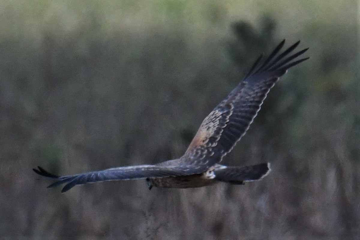 Spotted Harrier - Chris Munson