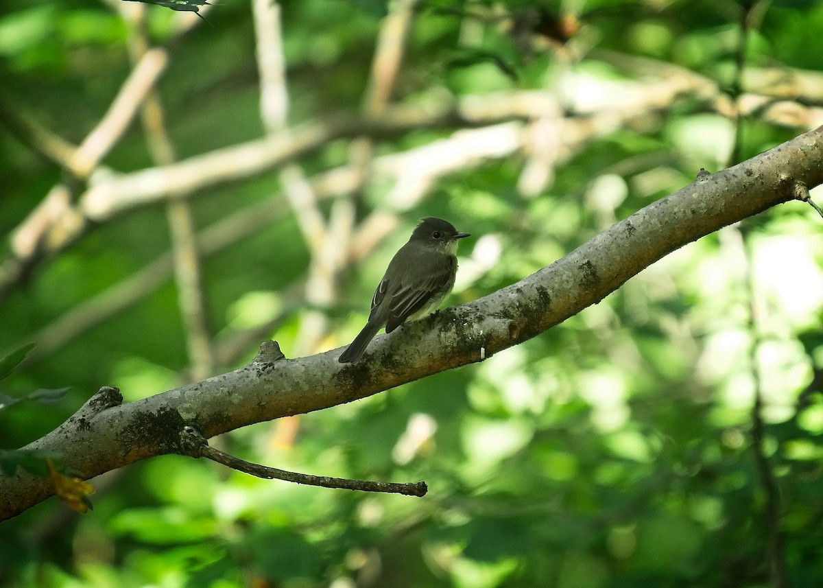 Eastern Phoebe - ML115334201